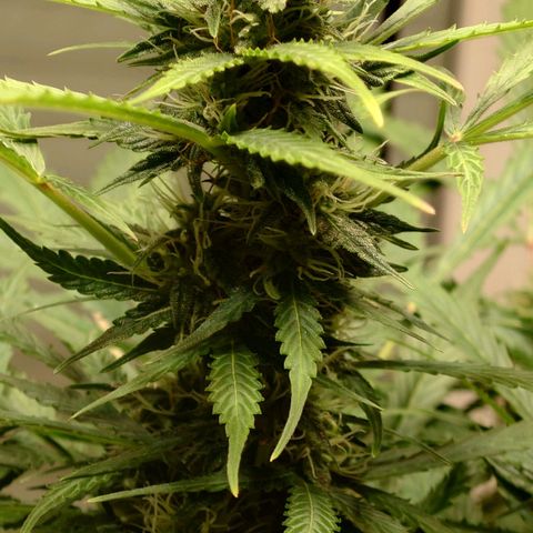 Dosi growlog timeline photo