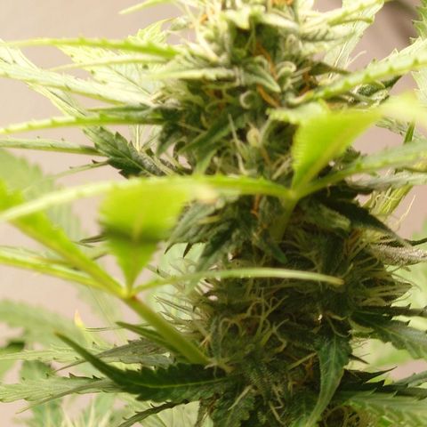 Dosi growlog timeline photo