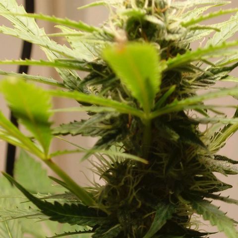 Dosi growlog timeline photo