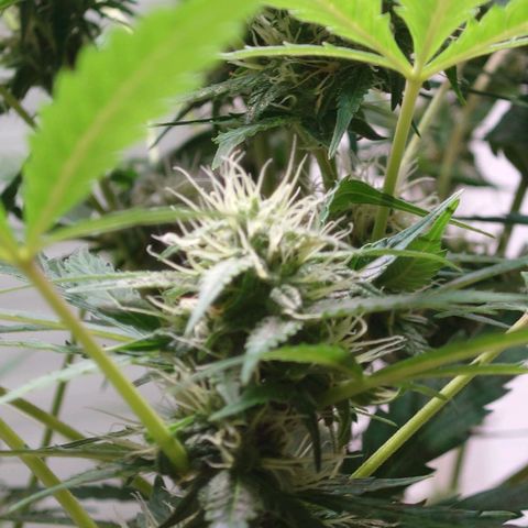 Dosi growlog timeline photo