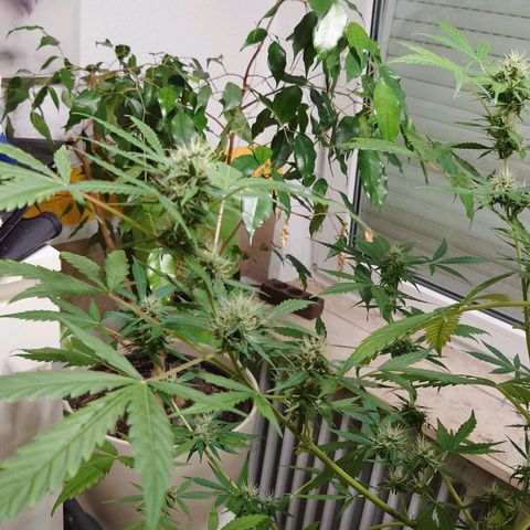 Dosi growlog timeline photo