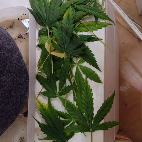 Dosi growlog timeline photo