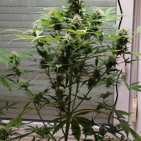 Dosi growlog timeline photo