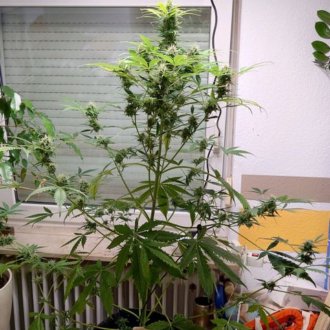 Dosi growlog timeline photo