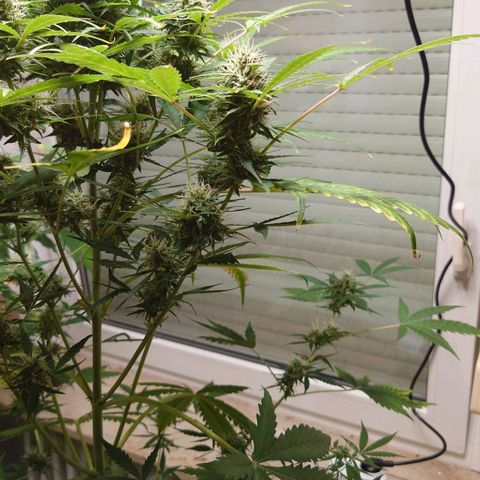 Dosi growlog timeline photo