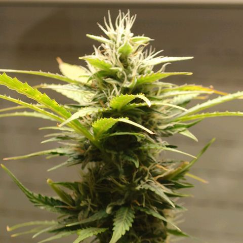 Dosi growlog timeline photo
