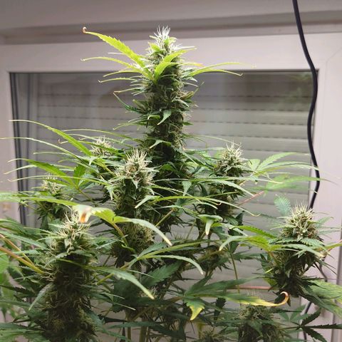 Dosi growlog timeline photo