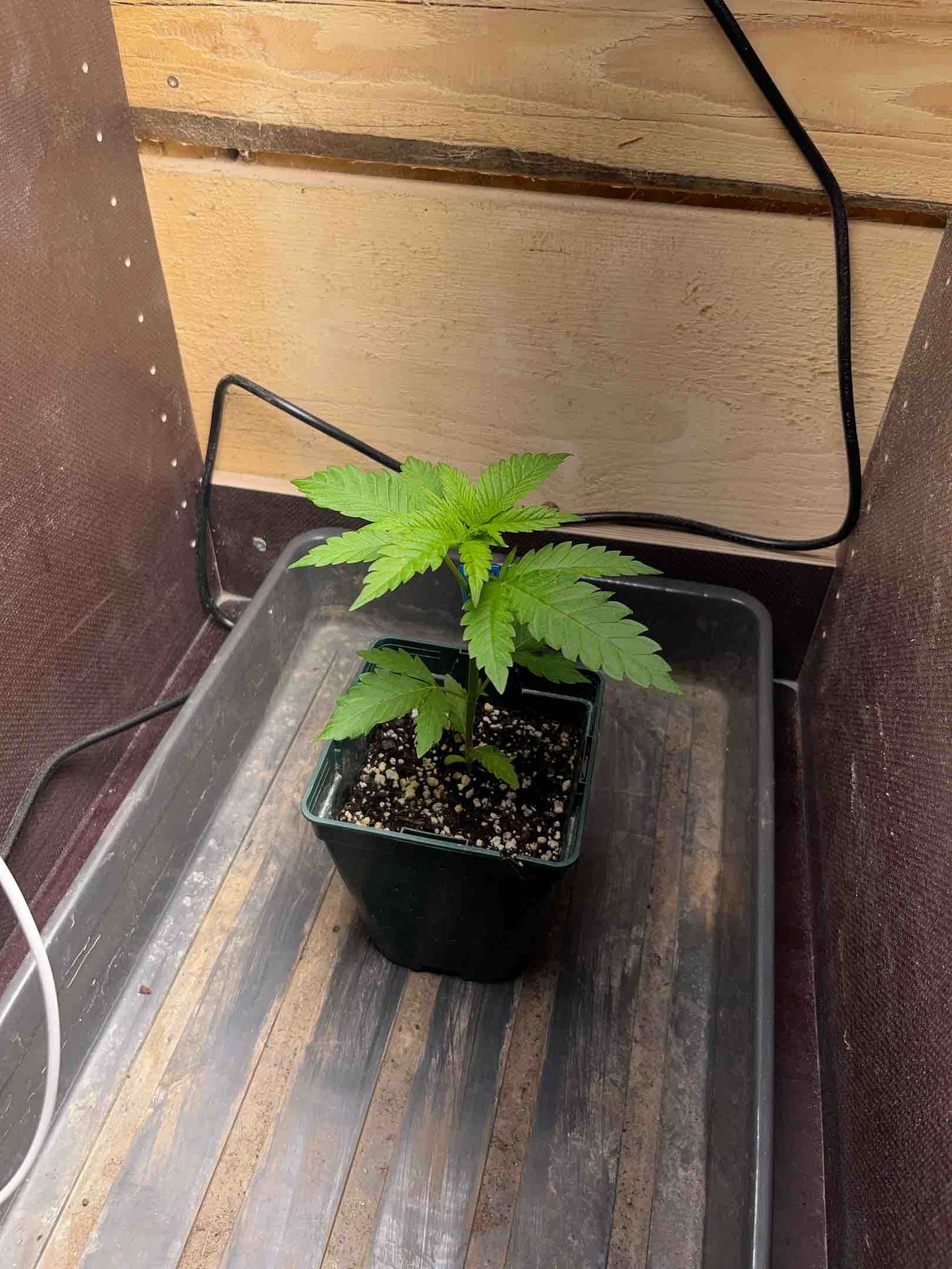 Strawberry Kush 2 growlog header