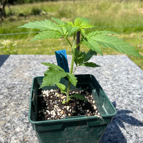 Strawberry Kush 2 growlog photo