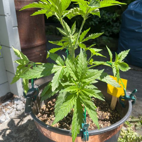 Strawberry Kush 1 growlog timeline photo
