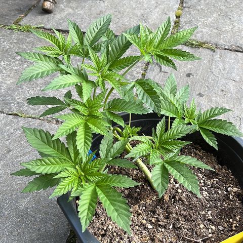 Bubblegum XXL 2 growlog timeline photo