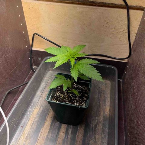 Strawberry Kush 2 growlog in Im Freien