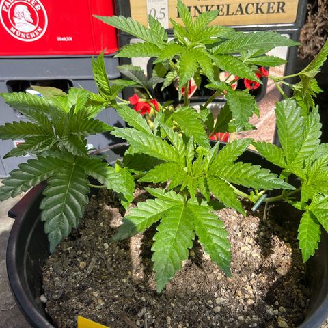 Bubblegum XXL 2 growlog timeline photo