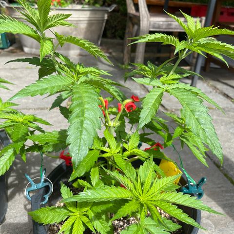 Strawberry Kush 1 growlog timeline photo