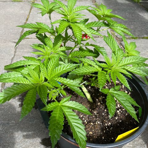 Bubblegum XXL 2 growlog timeline photo