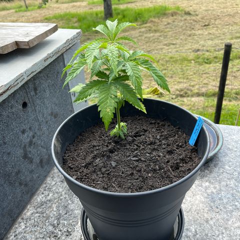 Strawberry Kush 2 growlog photo