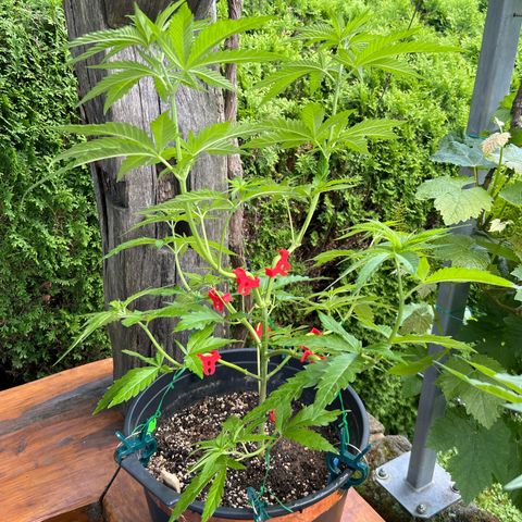 Strawberry Kush 1 growlog timeline photo