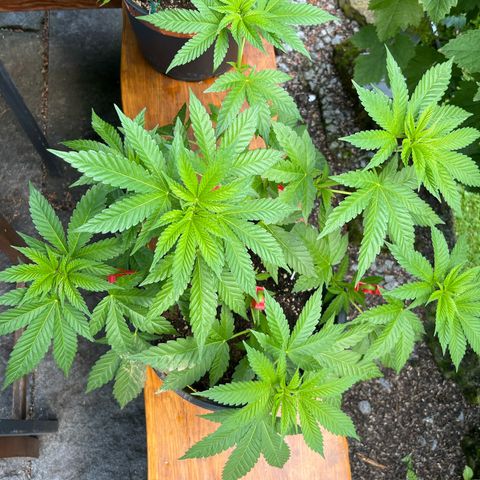 Bubblegum XXL 2 growlog timeline photo