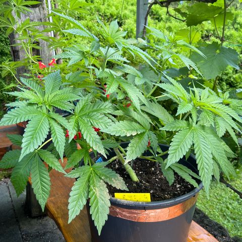 Bubblegum XXL 2 growlog timeline photo