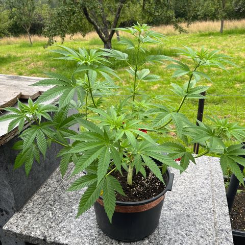Bubblegum XXL 2 growlog timeline photo
