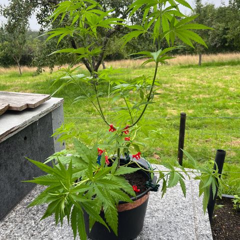 Strawberry Kush 1 growlog timeline photo