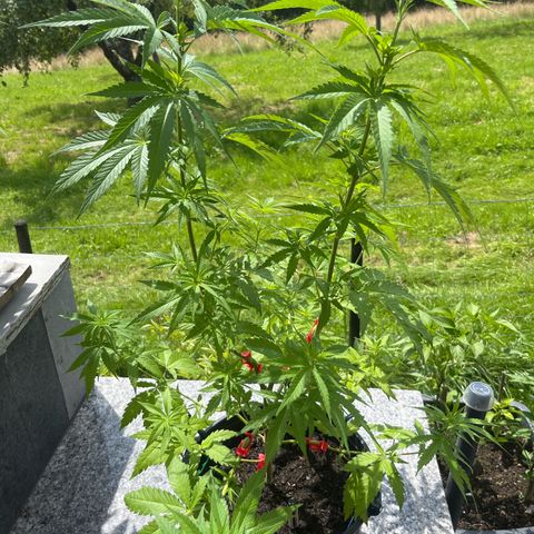 Strawberry Kush 1 growlog timeline photo