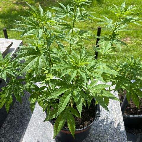 Bubblegum XXL 2 growlog timeline photo