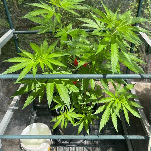 Strawberry Kush 2 growlog timeline photo