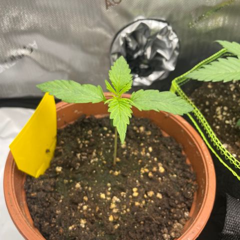Wedding Cake Auto RQS growlog timeline photo