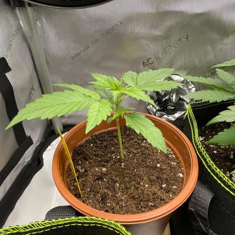 Wedding Cake Auto RQS growlog timeline photo