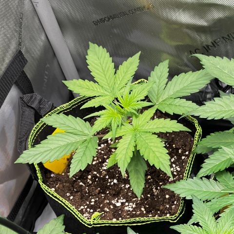 Wedding Cake Auto RQS growlog timeline photo