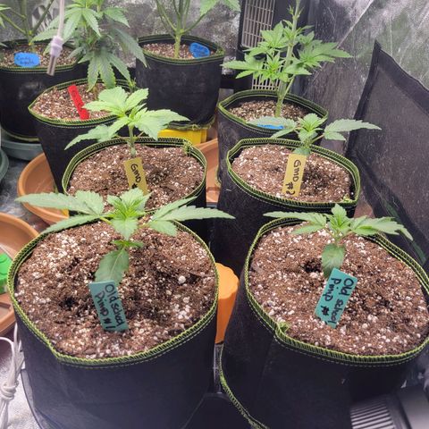 Old School Pimp growlog photo: Transplanted 3/28 from solo cup 