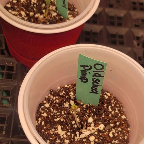 Old School Pimp growlog photo: Popped 