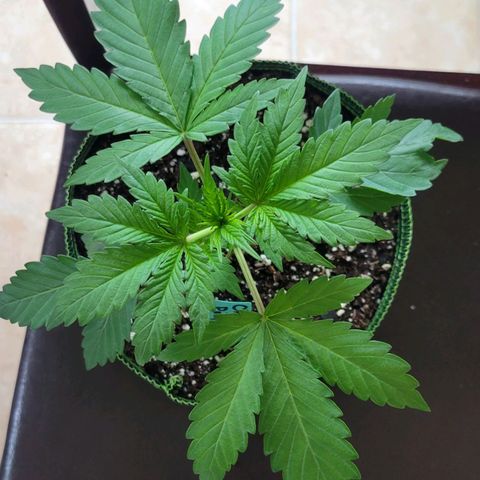 Old School Pimp growlog timeline photo