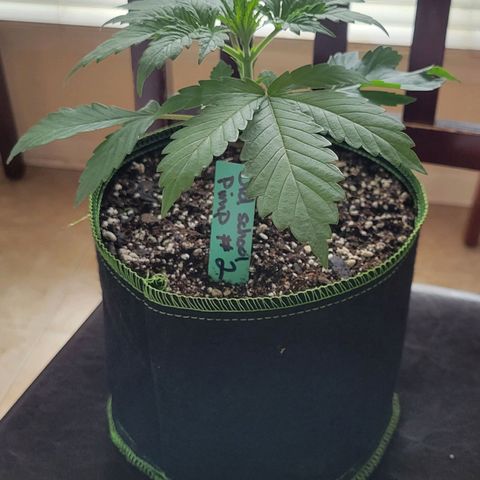 Old School Pimp growlog timeline photo