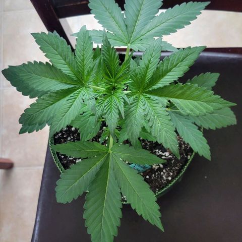 Old School Pimp growlog timeline photo