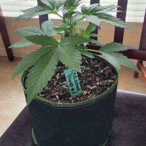 Old School Pimp growlog timeline photo