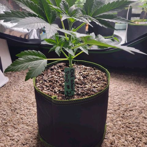 Old School Pimp growlog timeline photo