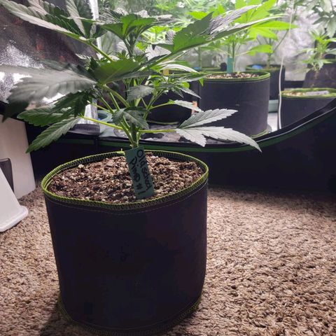 Old School Pimp growlog timeline photo