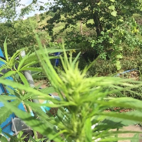 Uncles sativa 1 growlog photo: 690