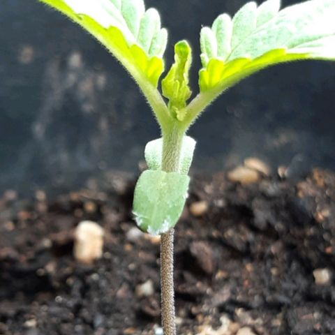 alpha growlog timeline photo