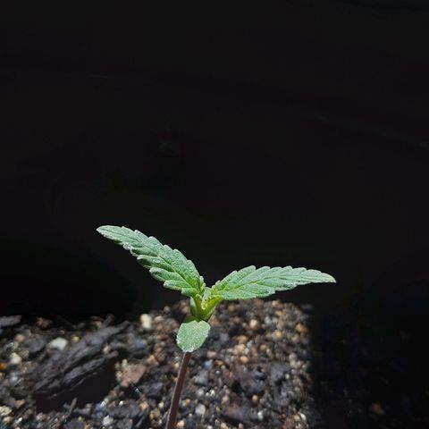 alpha growlog timeline photo