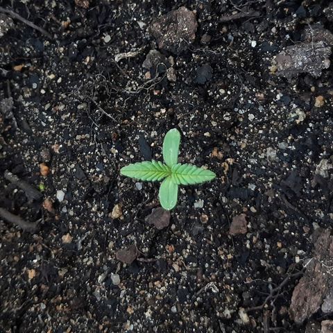 alpha growlog timeline photo