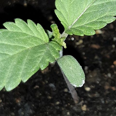 alpha growlog timeline photo