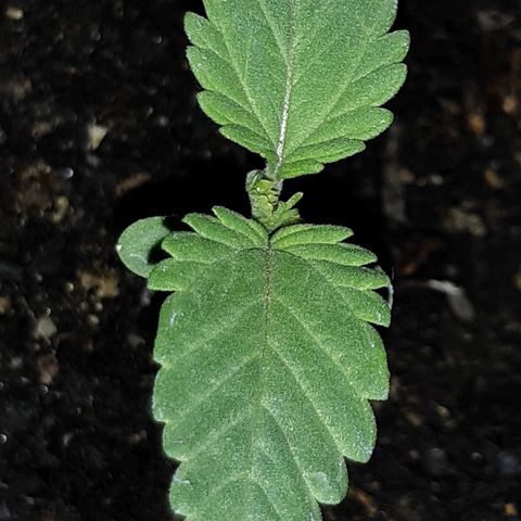 alpha growlog timeline photo