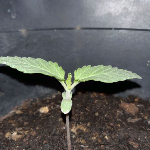 alpha growlog timeline photo