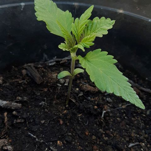alpha growlog timeline photo