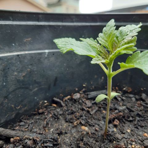 alpha growlog timeline photo