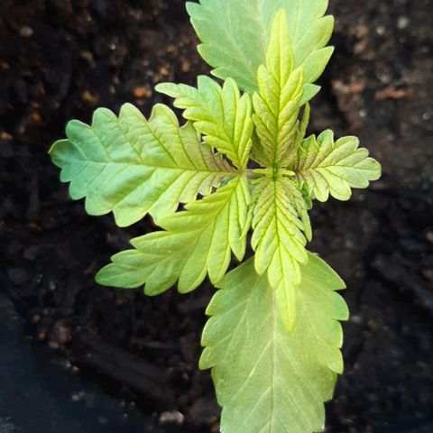 alpha growlog photo: Juego de hojas con 5 dedos