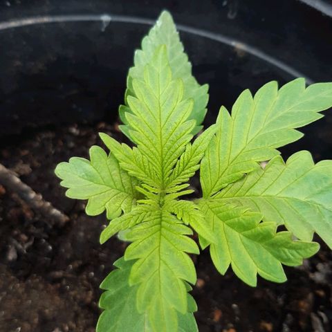 alpha growlog timeline photo